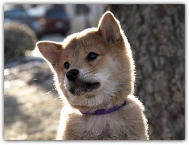 Фильм Хатико